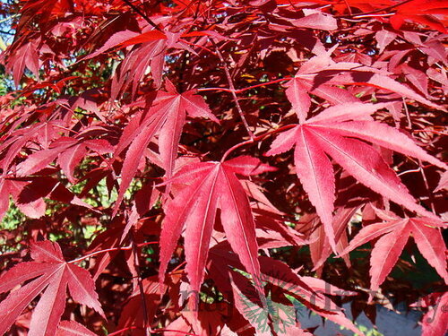 Javor japonský Atropurpureum solitér XXL 160/200 cm, v črepníku Acer palmatum Atropurpureum