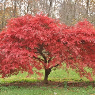 Javor japonský Atropurpureum, výška 60/80cm, v črepníku Acer palmatum Atropurpureum