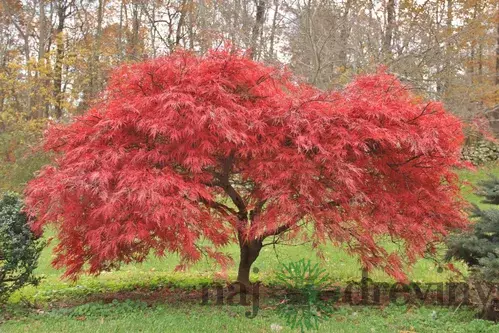 Javor japonský Atropurpureum, výška 60/80cm, v črepníku Acer palmatum Atropurpureum