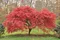 Javor japonský Atropurpureum, výška 60/80cm, v črepníku Acer palmatum Atropurpureum