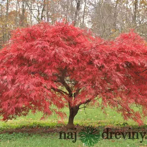 Javor japonský Atropurpureum, výška 60/80cm, v črepníku Acer palmatum Atropurpureum