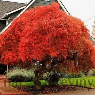 Javor japonský Atropurpureum, výška 80/100 cm, v črepníku Acer palmatum Atropurpureum