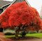 Javor japonský Atropurpureum, výška 80/100 cm, v črepníku Acer palmatum Atropurpureum