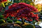 Javor japonský Atropurpureum, výška 80/100 cm, v črepníku Acer palmatum Atropurpureum