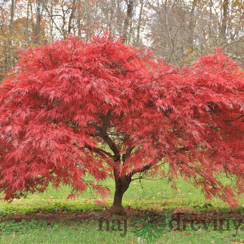 Javor japonský Atropurureum, výška 25/35 cm, v črepníku Acer palmatum Atropurpureum