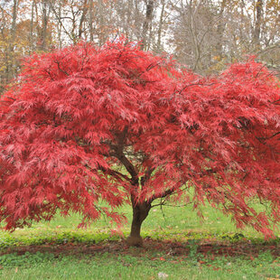 Javor japonský Atropurureum, výška 25/35 cm, v črepníku Acer palmatum Atropurpureum