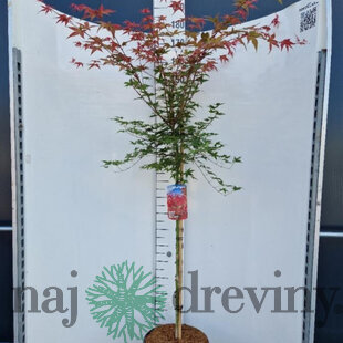 Javor japonský Beni Maiko na kmienku 180/200 cm, SOLITÉR, v črepníku 18l Acer palmatum Beni Maiko