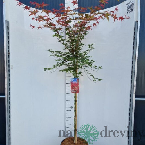Javor japonský Beni Maiko na kmienku 180/200 cm, SOLITÉR, v črepníku 18l Acer palmatum Beni Maiko