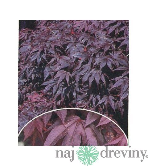 Javor japonský Bloodgood 140/160 cm, v črepníku Acer Palmatum bloodgood