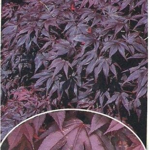 Javor japonský Bloodgood 140/160 cm, v črepníku Acer Palmatum bloodgood
