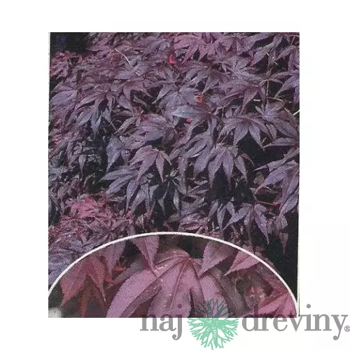 Javor japonský Bloodgood 140/160 cm, v črepníku Acer Palmatum bloodgood