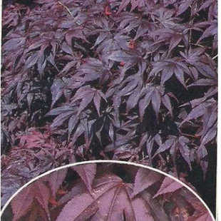 Javor japonský Bloodgood 140/160 cm, v črepníku Acer Palmatum bloodgood