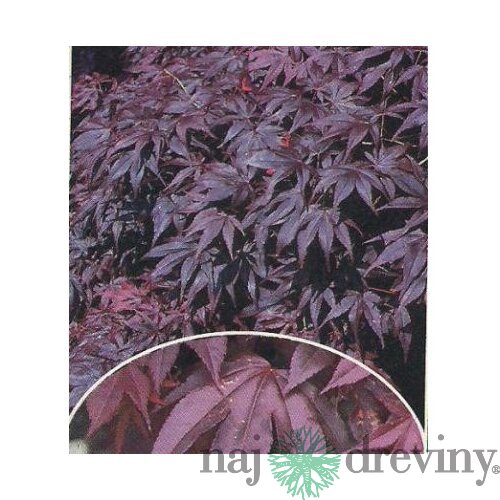 Javor japonský Bloodgood 140/160 cm, v črepníku Acer Palmatum bloodgood