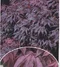 Javor japonský Bloodgood 140/160 cm, v črepníku Acer Palmatum bloodgood