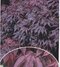 Javor japonský Bloodgood 140/160 cm, v črepníku Acer Palmatum bloodgood