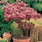 Javor japonský Bloodgood, výška 80/100 cm, v črepníku 7.5l Acer Palmatum Bloodgood