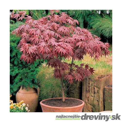 Javor japonský Bloodgood, výška 80/100 cm, v črepníku 7.5l Acer Palmatum Bloodgood