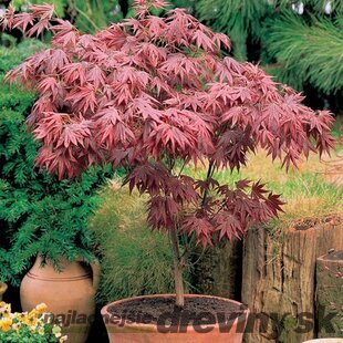 Javor japonský Bloodgood, výška 80/100 cm, v črepníku 7.5l Acer Palmatum Bloodgood