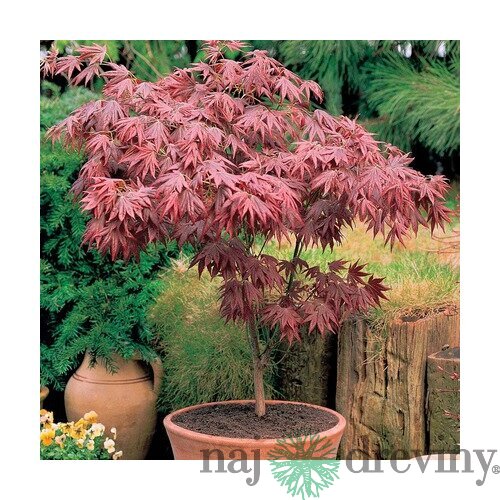 Javor japonský Bloodgood, výška 80/100 cm, v črepníku 7.5l Acer Palmatum Bloodgood