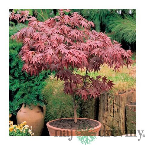 Javor japonský Bloodgood, výška 80/100 cm, v črepníku 7.5l Acer Palmatum Bloodgood