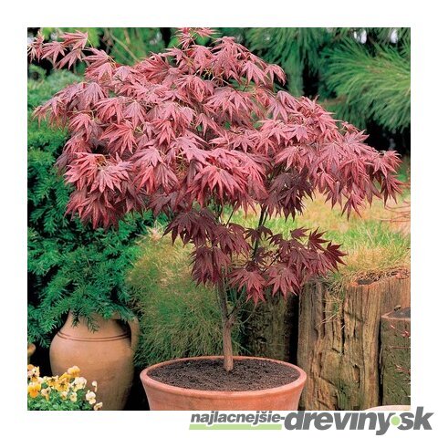 Javor japonský Bloodgood, výška 80/100 cm, v črepníku 7.5l Acer Palmatum Bloodgood