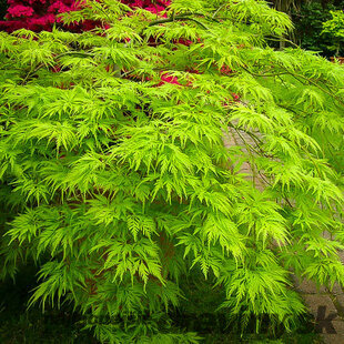 Javor japonský Emerald Lace 20/40 cm, v črepníku Acer pal. ‘Emerald Lace‘