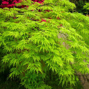 Javor japonský Emerald Lace 20/40 cm, v črepníku Acer pal. ‘Emerald Lace‘