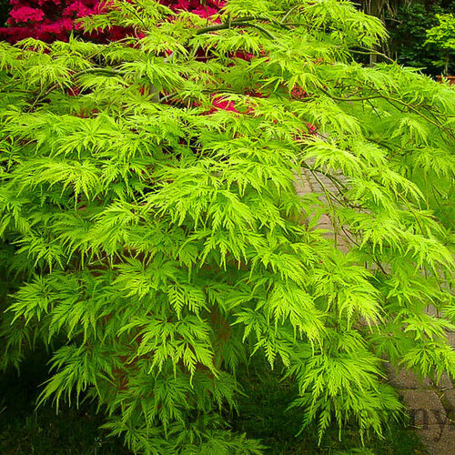 Javor japonský Emerald Lace 20/40 cm, v črepníku Acer pal. ‘Emerald Lace‘