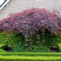 Javor japonský Garnet na kmienku 100/120 cm, celková výška 140/160 cm, v črepníku Acer Palmatum Garnet