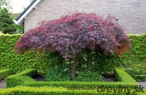 Javor japonský Garnet na kmienku 100/120 cm, celková výška 140/160 cm, v črepníku Acer Palmatum Garnet