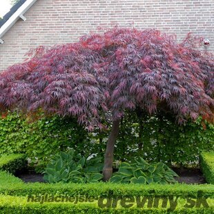 Javor japonský Garnet na kmienku 100/120 cm, celková výška 140/160 cm, v črepníku Acer Palmatum Garnet
