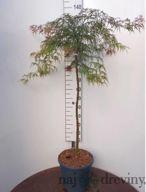 Javor japonský Garnet na kmienku 120/140 cm, dáždnikový SOLITÉR, v črepníku 18l Acer palmatum Garnet