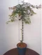 Javor japonský Garnet na kmienku 120/140 cm, dáždnikový SOLITÉR, v črepníku 18l Acer palmatum Garnet