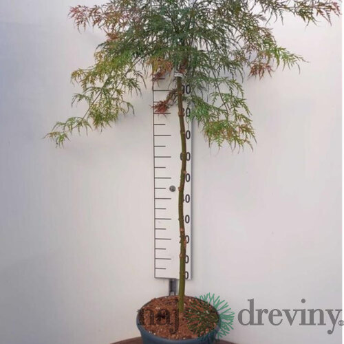 Javor japonský Garnet na kmienku 120/140 cm, dáždnikový SOLITÉR, v črepníku 18l Acer palmatum Garnet
