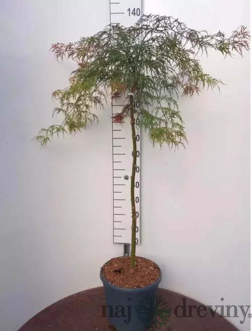 Javor japonský Garnet na kmienku 120/140 cm, dáždnikový SOLITÉR, v črepníku 18l Acer palmatum Garnet