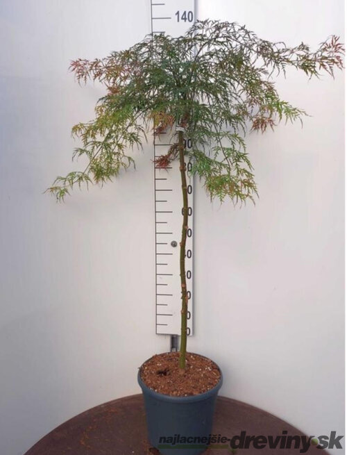 Javor japonský Garnet na kmienku 120/140 cm, dáždnikový SOLITÉR, v črepníku 18l Acer palmatum Garnet