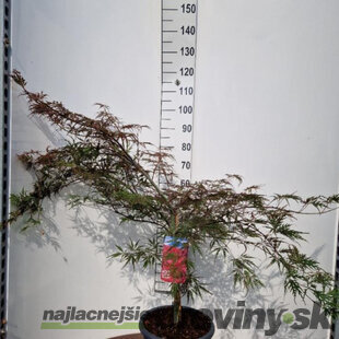 Javor japonský Garnet na kmienku - dáždnikový bonsai Solitér, výška 90/100 cm, v črepníku 15l Acer palmatum Garnet
