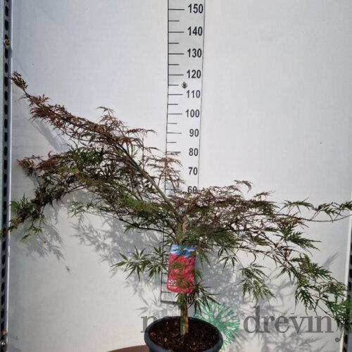 Javor japonský Garnet na kmienku - dáždnikový bonsai Solitér XXL, výška 90/100 cm, v črepníku 15l Acer palmatum Garnet