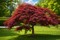 Javor japonský Garnet na kmienku - dáždnikový bonsai Solitér XXL, výška 90/100 cm, v črepníku 15l Acer palmatum Garnet