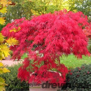 Javor japonský Garnet, výška 35/55 cm, v črepníku Acer Garnet