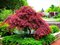 Javor japonský Garnet, výška 60/80 cm, v črepníku Acer Palmatum Garnet