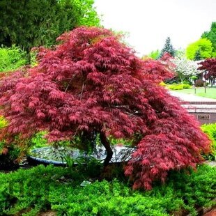 Javor japonský Garnet, výška 60/80 cm, v črepníku Acer Palmatum Garnet