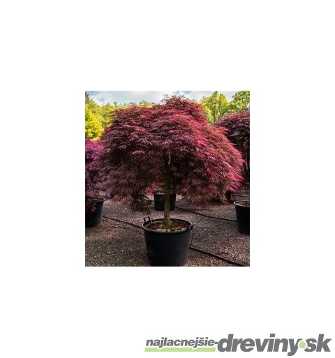 Javor japonský Inaba-Shidare (bonsaj) na kmienku 80/100 cm, celková výška 120/140 cm, v črepníku Acer Palmatum Inaba-Shidare