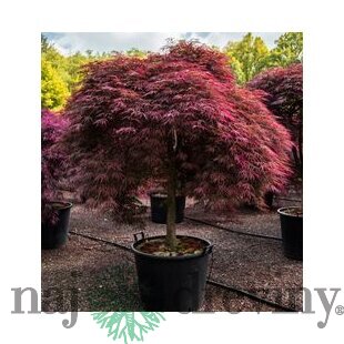 Javor japonský Inaba-Shidare (bonsaj) na kmienku 80/100 cm, celková výška 120/140 cm, v črepníku Acer Palmatum Inaba-Shidare