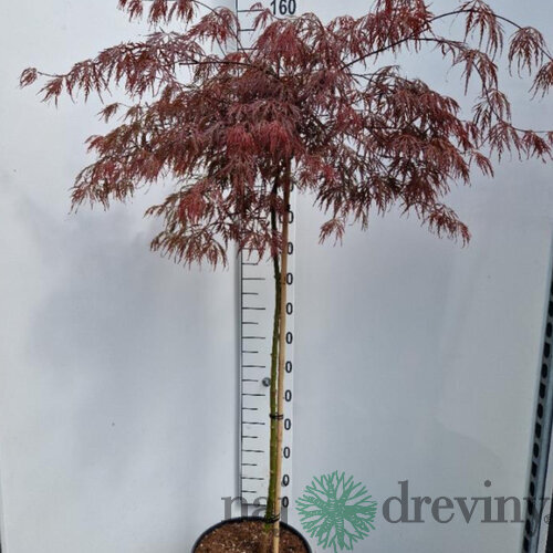 Javor japonský Inaba Shidare na kmienku 140/160 cm, dáždnikový SOLITÉR, v črepníku 18l Acer palmatum Inaba Shidare