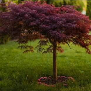 Javor japonský Inaba Shidare na kmienku 140/160 cm, dáždnikový SOLITÉR, v črepníku 18l Acer palmatum Inaba Shidare