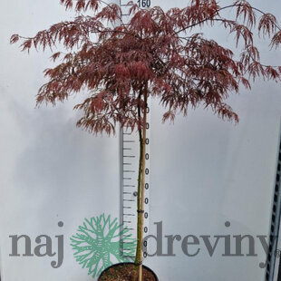 Javor japonský Inaba Shidare na kmienku 140/160 cm, dáždnikový SOLITÉR, v črepníku 18l Acer palmatum Inaba Shidare