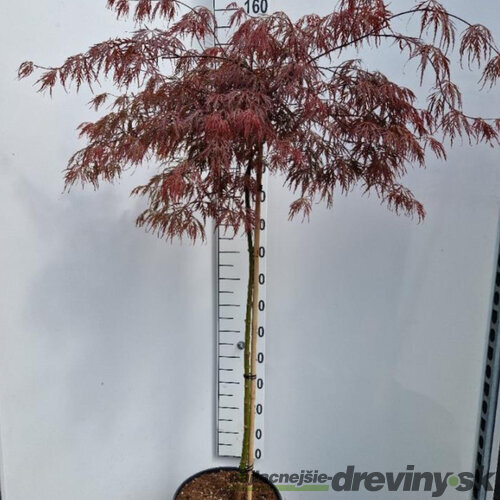 Javor japonský Inaba Shidare na kmienku 140/160 cm, dáždnikový SOLITÉR, v črepníku 18l Acer palmatum Inaba Shidare