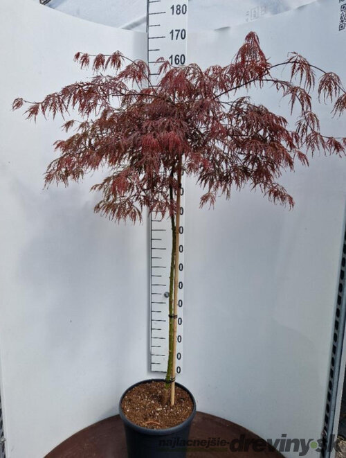 Javor japonský Inaba Shidare na kmienku 140/160 cm, dáždnikový SOLITÉR, v črepníku 18l Acer palmatum Inaba Shidare