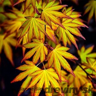 Javor japonský Katzura 30/40 cm, v črepníku Acer Palmatum Katzura